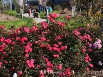 上海植物园内部分月季释放冬季魅力，观赏区还在不断优化中
