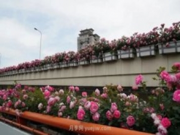 上海城市高架变“花路”，这些月季进入盛花期啦!