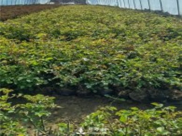 各类盆栽月季上市，南阳杯苗基地全国批发中