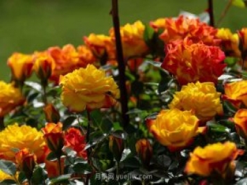 安阳市滑县森林公园月季花开放，赏花打卡正当时