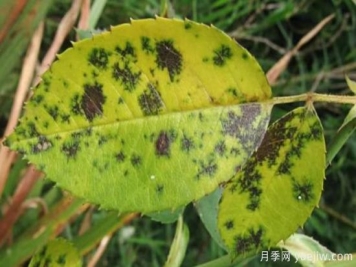 深秋天季节月季出现斑点的病害原因与防治