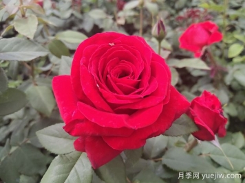 原产中国的玫瑰花(月季花)，是如何成为美国国花的？