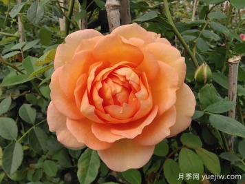 中国月季：欧洲玫瑰花的祖宗，为世界园艺做出了巨大贡献