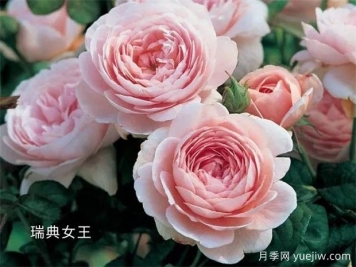 100种月季玫瑰品种图鉴大全，你认识有没有超过10个？