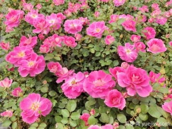仙境盆栽月季杯苗粉色丰花，绿化工程批发
