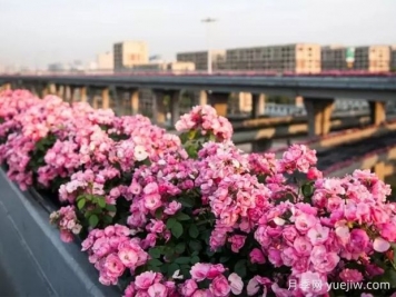 杭州高架月季实现定期开花，是如何进行花期调控的？