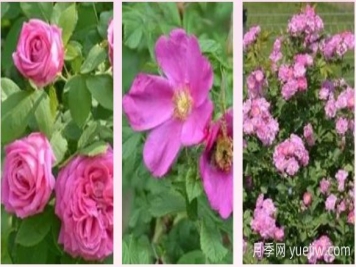 轻松区分月季、玫瑰和蔷薇ROSE三姐妹，不再迷茫于爱情花海