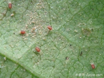 月季常见病虫害之红蜘蛛的习性和防治措施