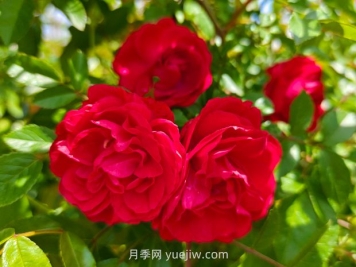 月季红木香爆花机器，花艳丽花量大花期长