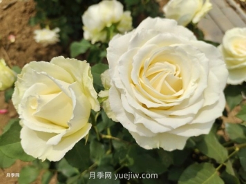十一朵白玫瑰的花语和寓意