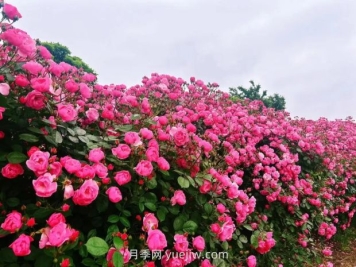 上海放鹤谷无门票，30万朵200多种月季开成了花海