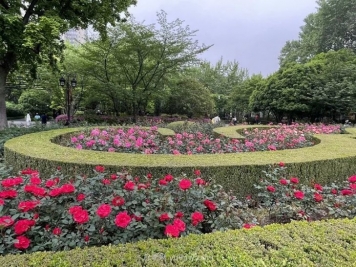 上海复兴公园月季园，月季花开献给市民的视觉盛宴