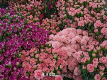 中国6大花市，全国花卉批发市场介绍