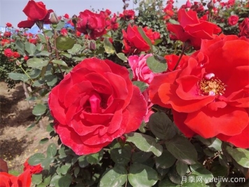 月季、玫瑰、蔷薇分别是什么？如何区别？