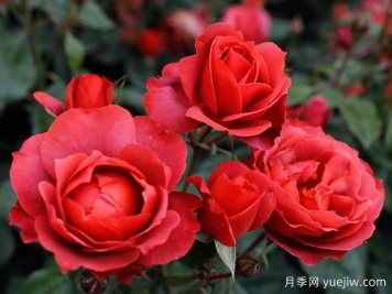 21朵玫瑰：不只是浪漫，还藏着这些深意