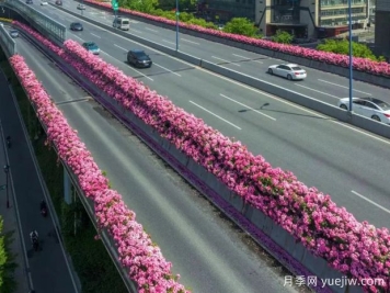 杭州高架月季初开，2024年又到走花路时间