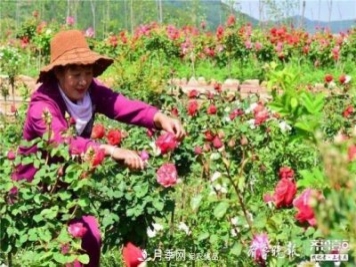 山东淄博沂源60亩月季花竞放，美丽产业助推特色乡村旅游
