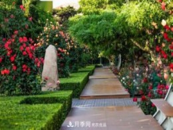 秦皇岛适合养月季花，市花和市树是什么