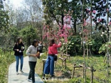 上海植物园首现最红最纯的玉兰新品种