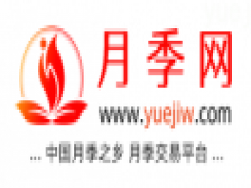 中国上海龙凤419，月季品种介绍和养护知识分享专业网站