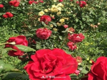 山西运城农民柳庚申建当地精品月季园，种植300多个月季花品种